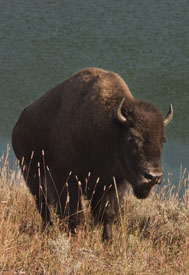 bison lake